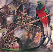 �����P�b�c�@��